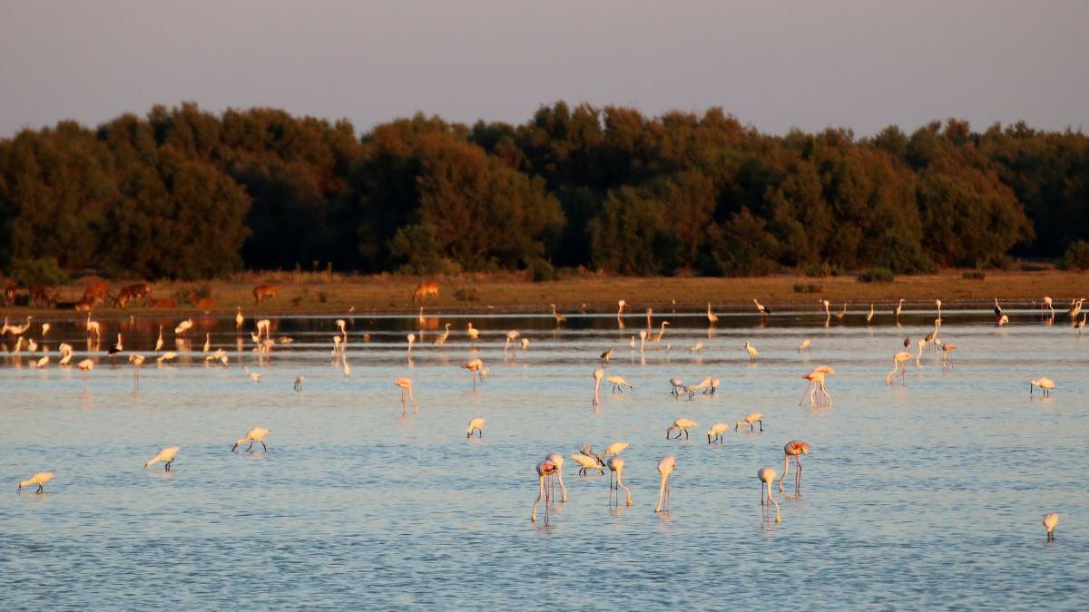 Imagen de Doñana.