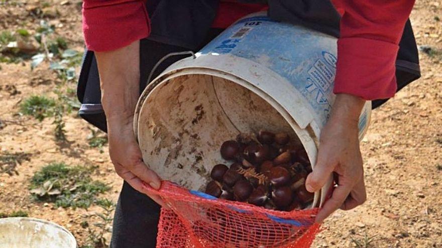 Correos lanza en Zamora una campaña para el envío de castañas