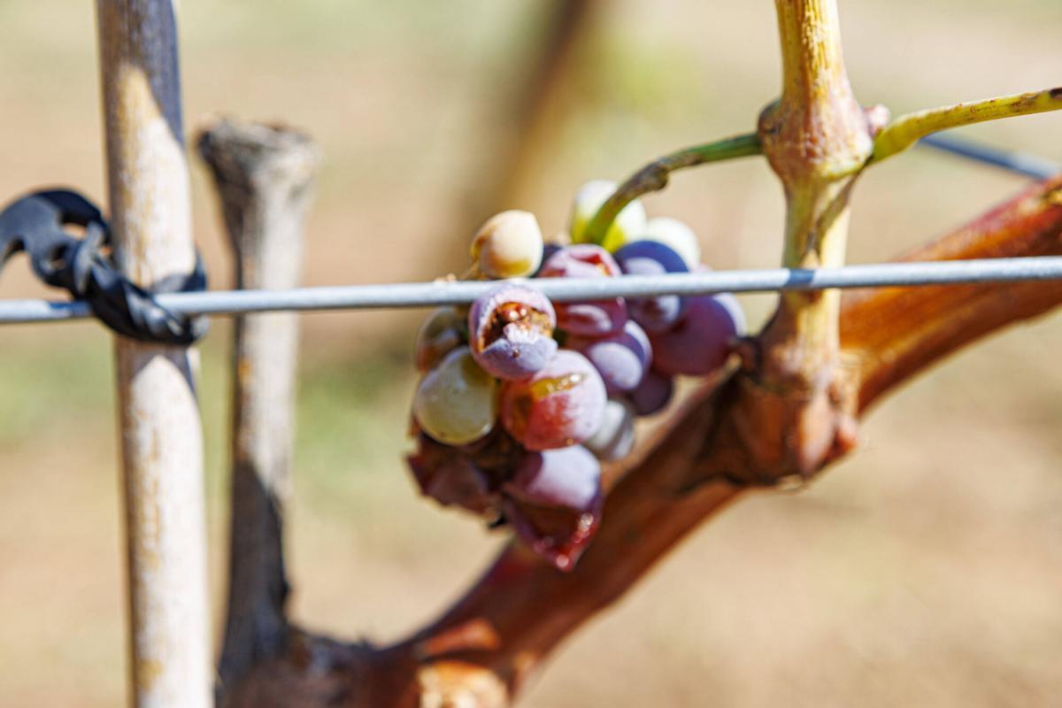 La pedra provoca afectacions en les vinyes al celler Collbaix