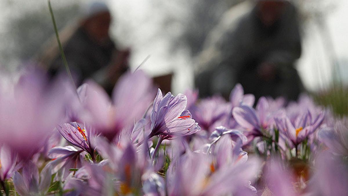 Flores de azafrán