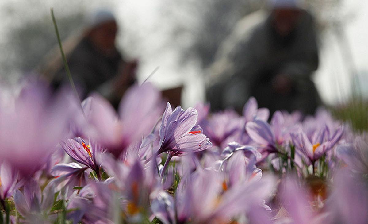 Habitants del Caixmir recullen flors de safrà en un camp a la localitat de Pampore.