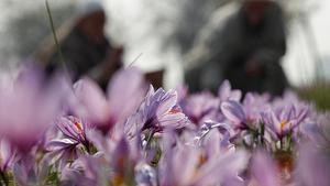 Habitants del Caixmir recullen flors de safrà en un camp a la localitat de Pampore.