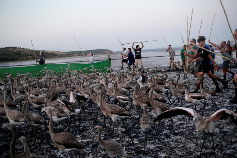 Volunteers place flamingo chicks inside a corral ...