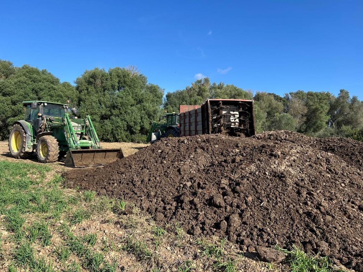 Momento en el que el estiércol es esparcido por la finca, este lunes en Vilafranca.