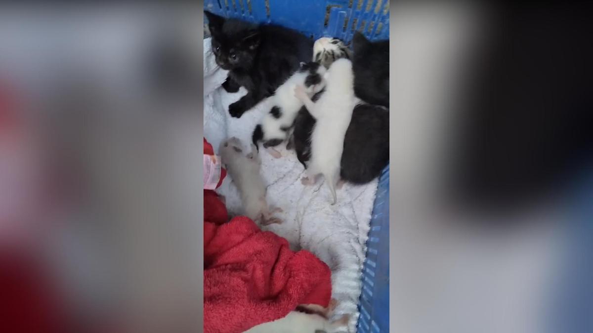 Encuentran una camada de gatos en la basura de Ontinyent
