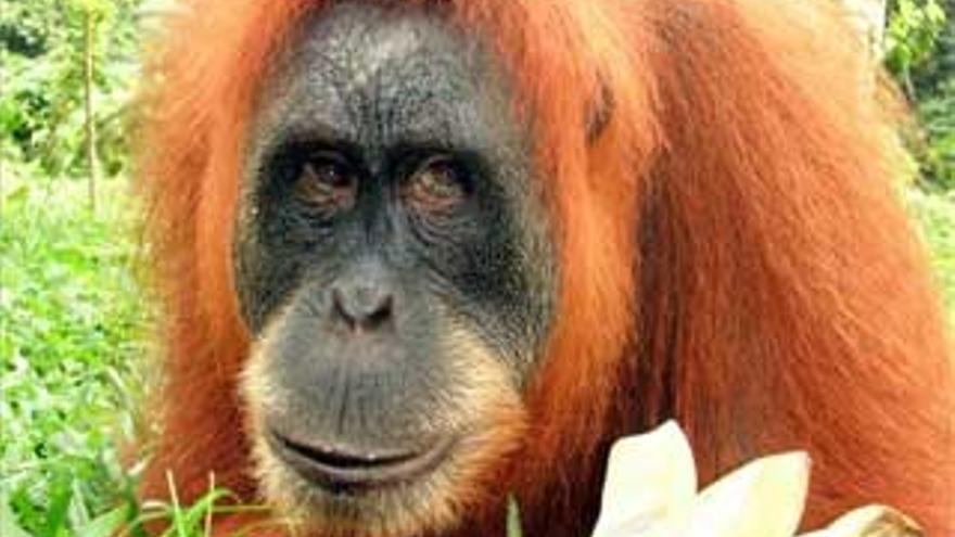 En diez años se extinguirán los orangutanes
