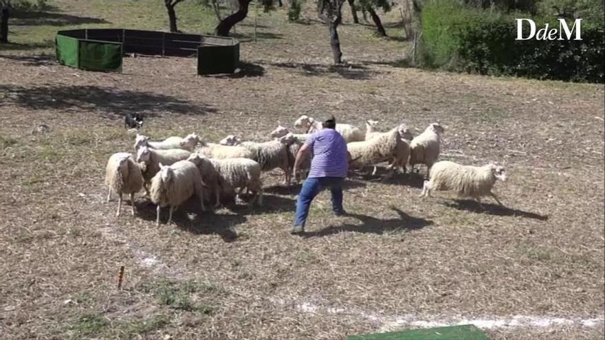 Concurso de perros pastores en Calvià