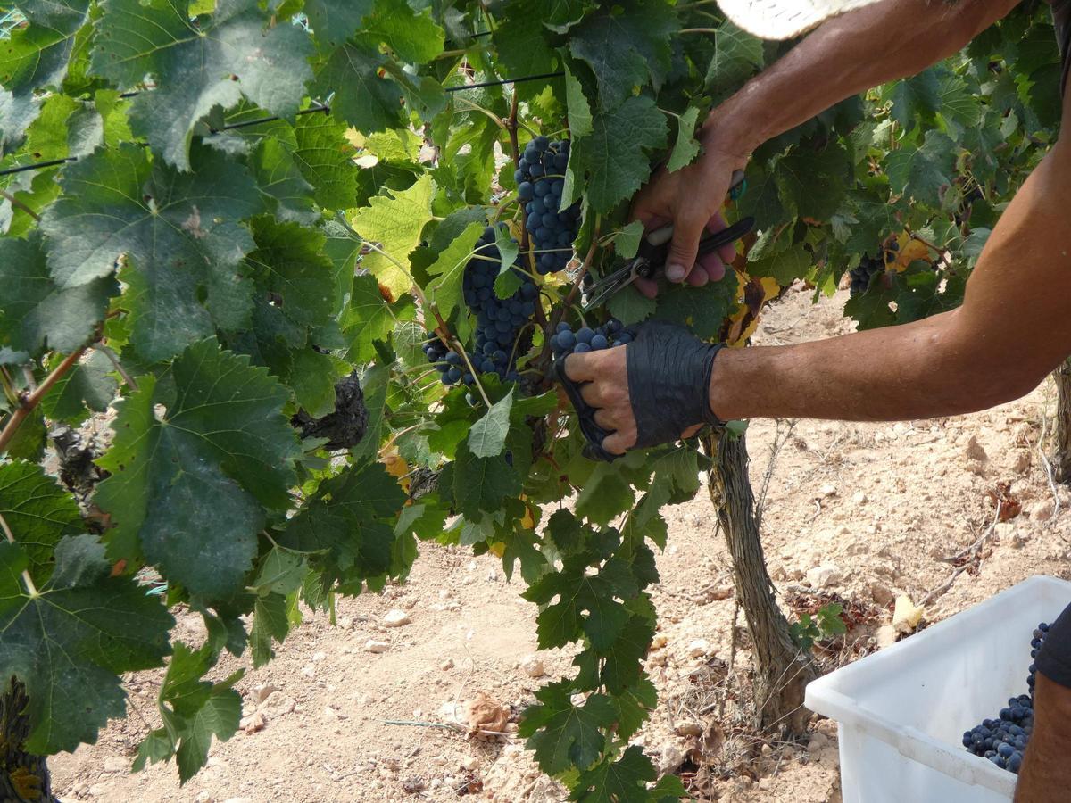 La producción ha aumentado este año gracias a las lluvias del invierno.