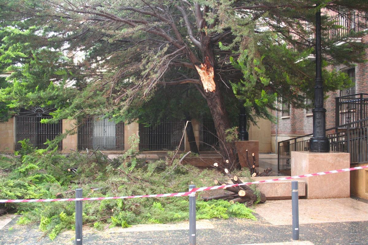 Una gran rama de un árbol de la Plaza del Cardenal Belluga se desprendía en el recinto histórico.