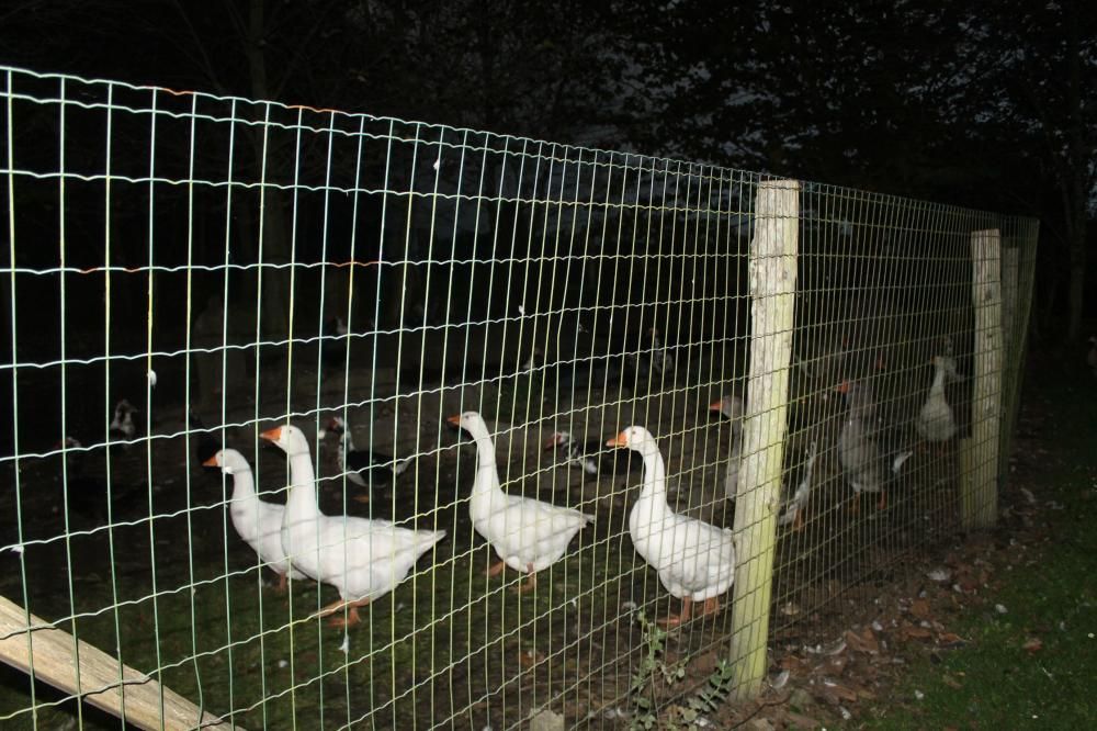 Animales desorientados en el Parque de la Vida de Valdés
