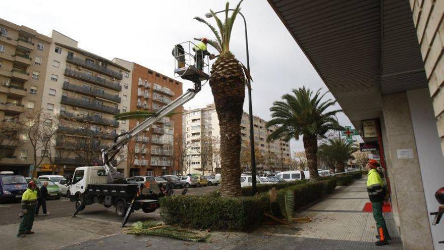 Una plaga de picudo rojo obliga a talar una palmera de doce metros