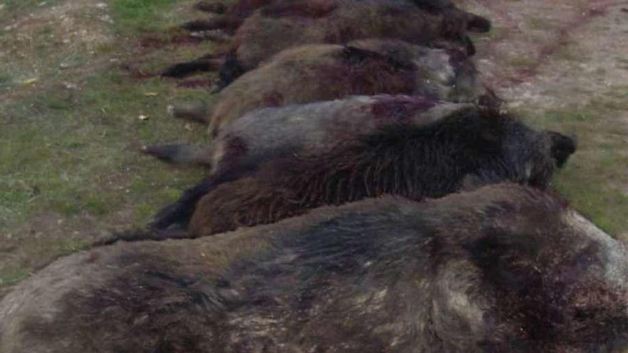 Jabalíes abatidos en una montería.