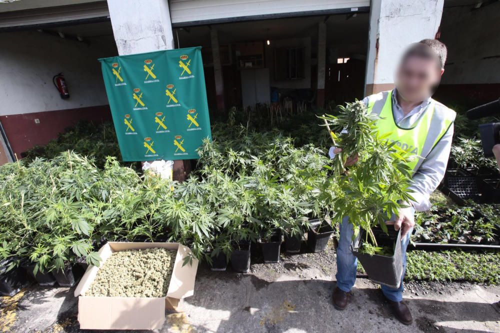 La Guardia Civil interviene en Porriño la mayor plantación de marihuana de Galicia