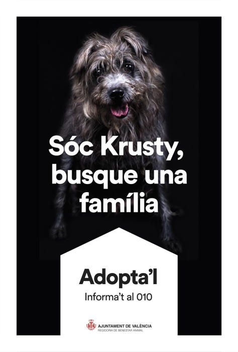 València pone cara y nombre a los perros de Benimàmet que buscan familia de adopción