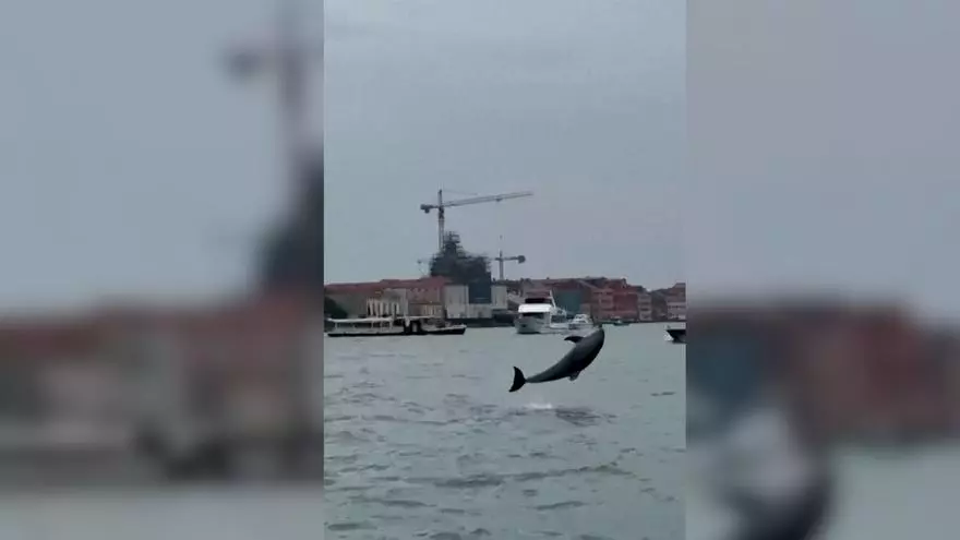 Mimmo, el delfín acróbata que deleita a los turistas en Venecia