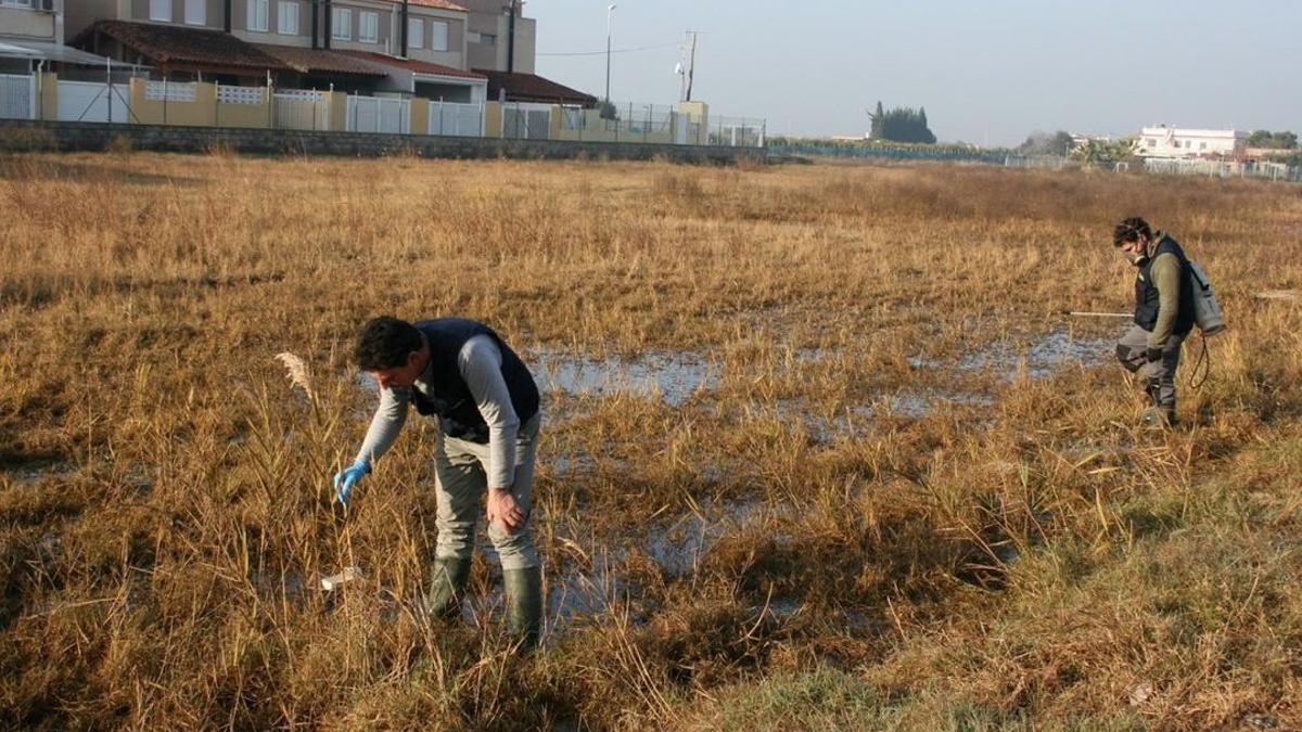 La empresa responsable acumulará las jornadas de trabajo de enero en los próximos meses, cuando esperan mayor impacto de mosquitos.