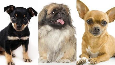 Las 6 razas de perros más pequeños del mundo - Información