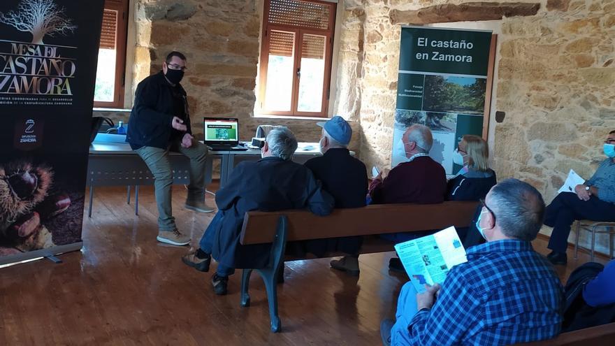 La castañicultura sigue ganando adeptos en Zamora