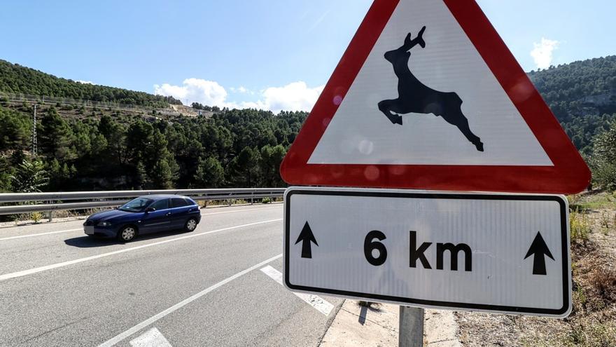 La proliferación de jabalíes lleva a que causen seis accidentes en las carreteras de Alicante cada semana