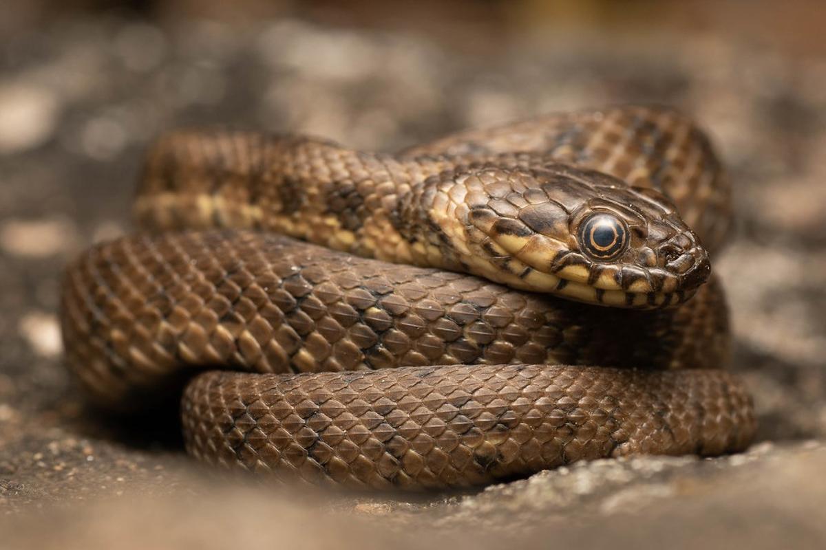 Un ejemplar de 'Natrix maura'.