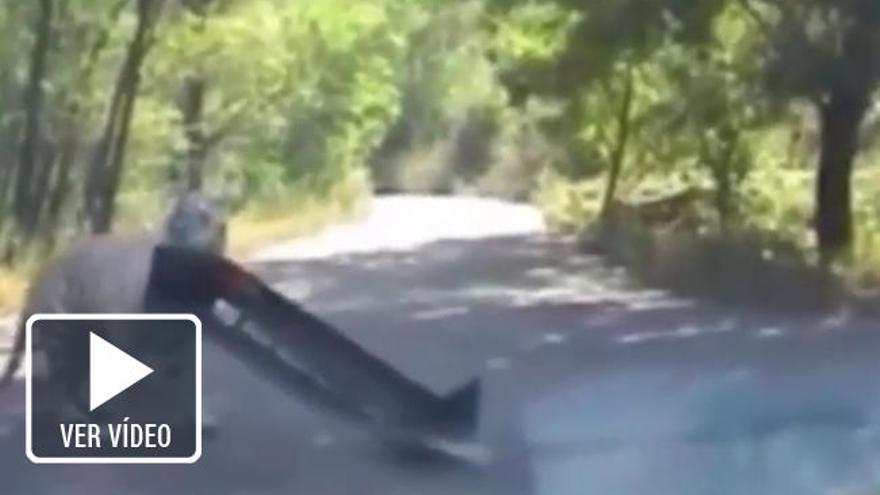 Un tigre arranca el parachoques de un coche en una reserva de China