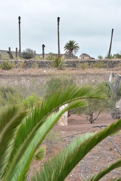 PALMERAL ENFERMO EN EL LAZO Y EL FONDILLO