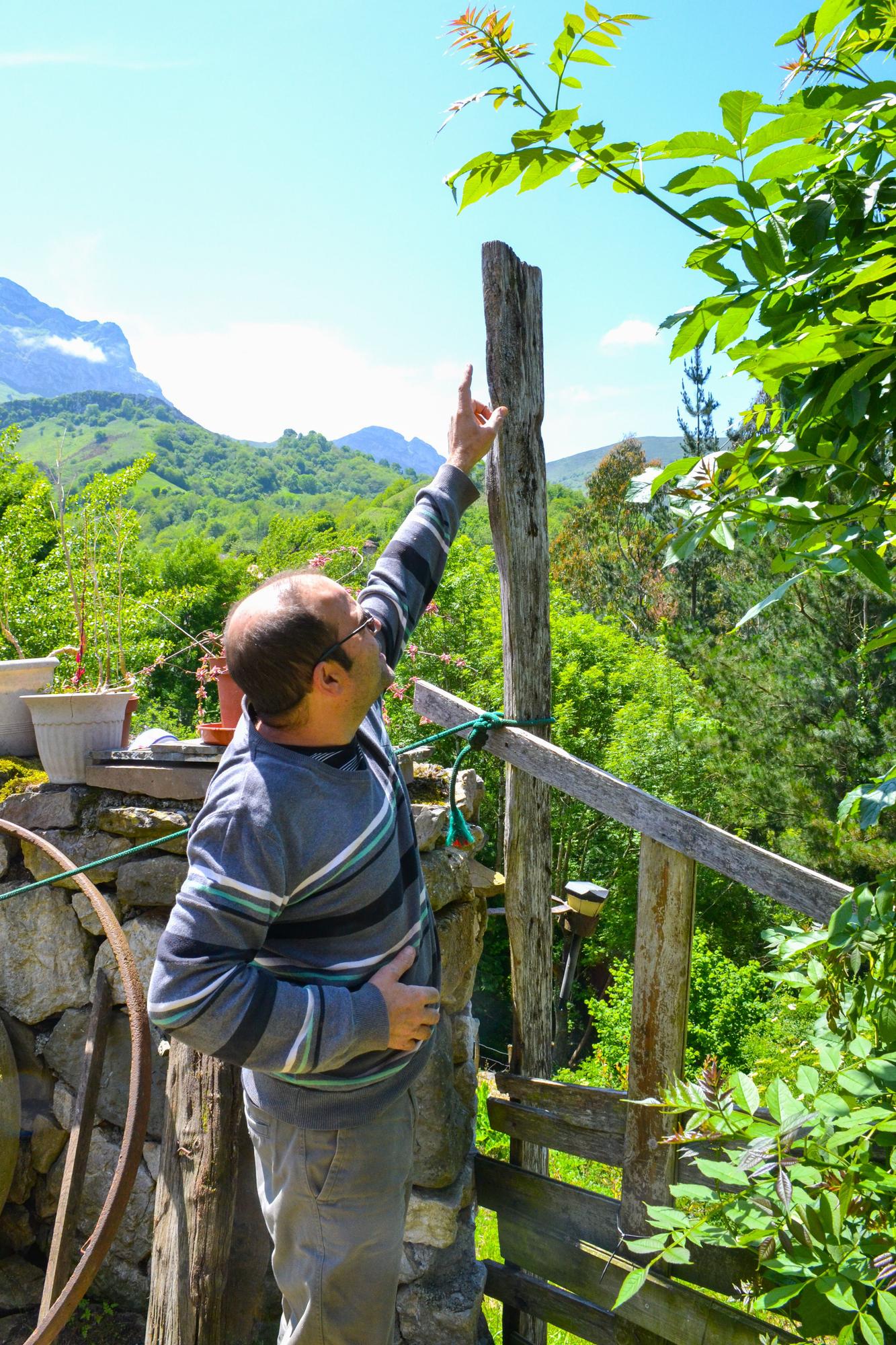 Santi Somoano señala&#039;l llugar del maderu onde suel venir &quot;trabayar&quot; un picatueru de la zona.