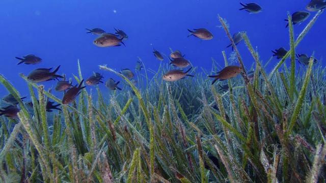 Blindar las praderas marinas para unas islas resilientes