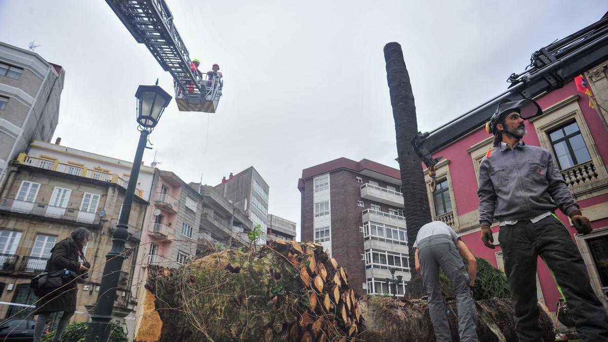 Trabajos de retirada de una de las palmeras situadas frente al consistorio de Vilagarcía