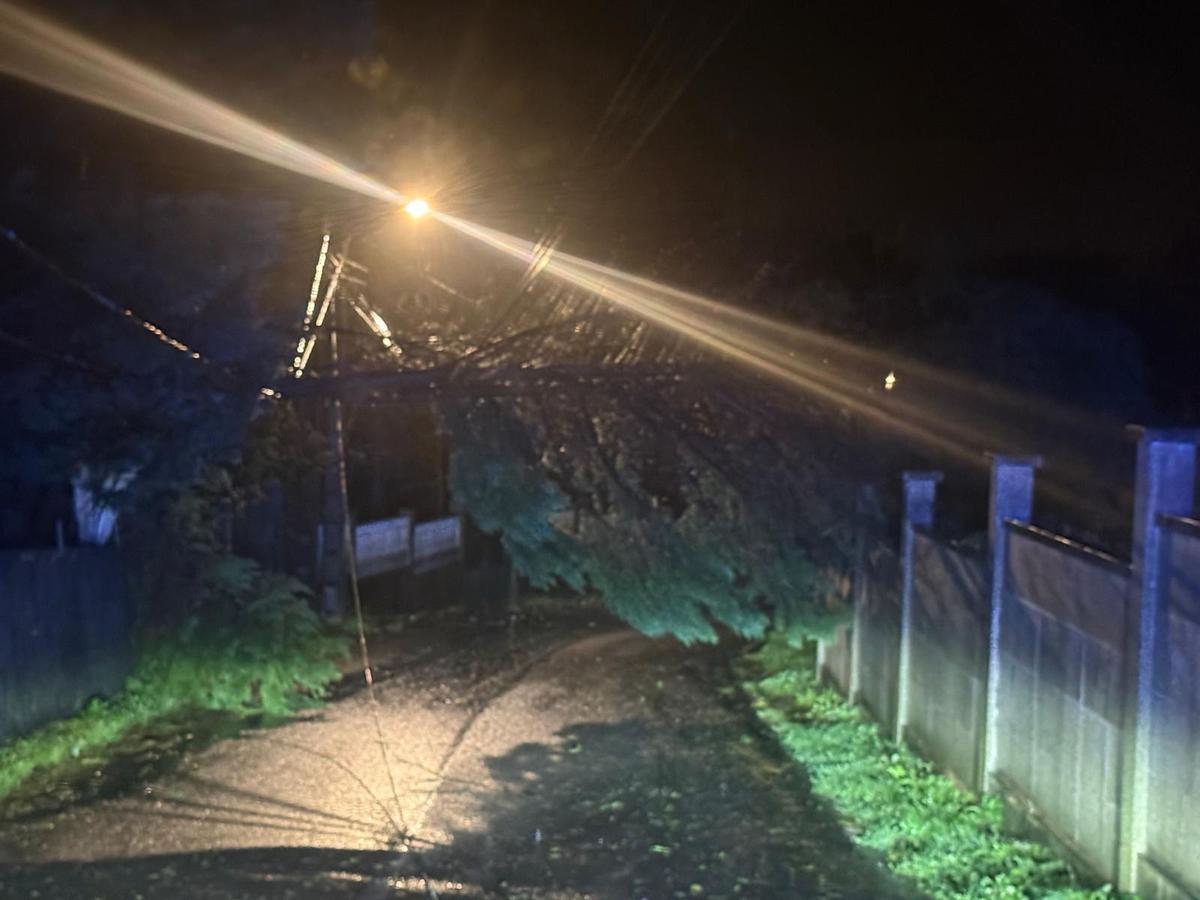 El árbol que cayó esta mañana en Liméns.