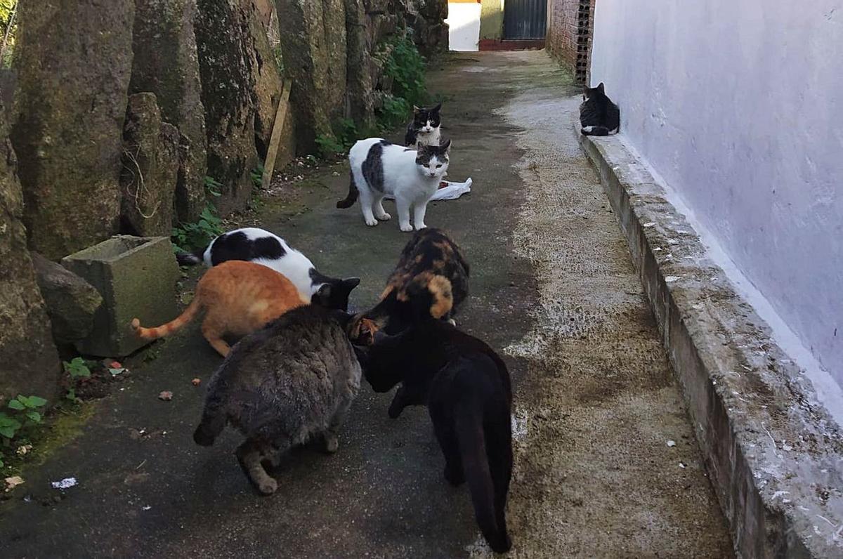 Una de las colonias existentes en el centro de O Grove . | // FDV