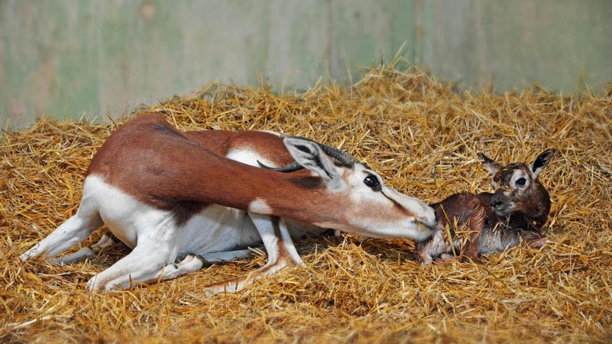 Nace una gacela Mhorr en Bioparc, la 'dama' de una especie extinta
