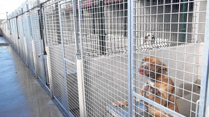 Los dos perros del acusado fueron incautados y desde entonces viven en las instalaciones de la Fundación Natura Parc.