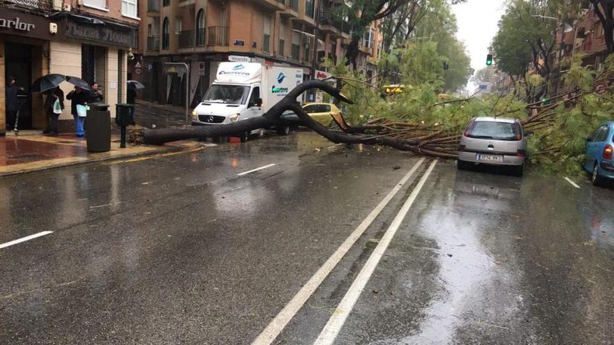 Imagen del árbol caído en el barrio del Carmen
