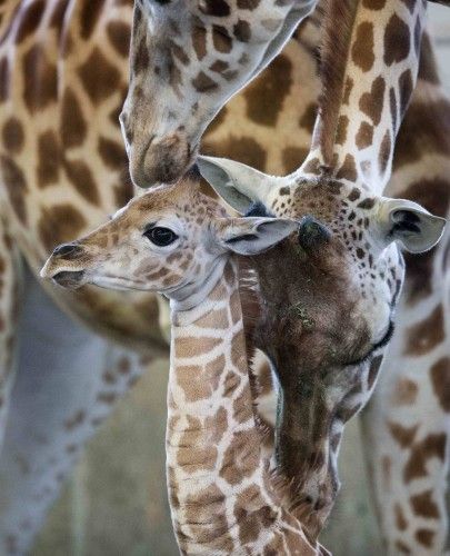 Una jirafa Rothschild es acariciada por su madre y otra jirafa hembra en el Centro de Conservación Zoológica de Connecticut