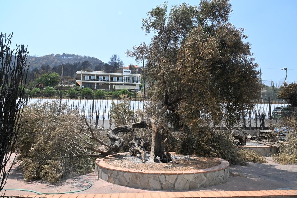 Las oliveras del jardín en la casa de Mago Yunke de la Vilavella, fueron pasto de las llamas. Al fondo, se ve el polideportivo, que también se salvó del fuego.