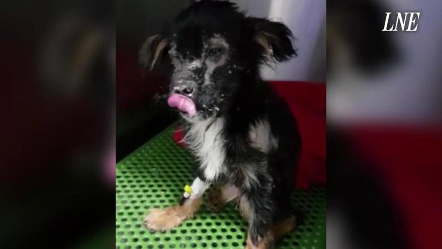 El cachorro abandonado en un contenedor en Oviedo se afana por sobrevivir