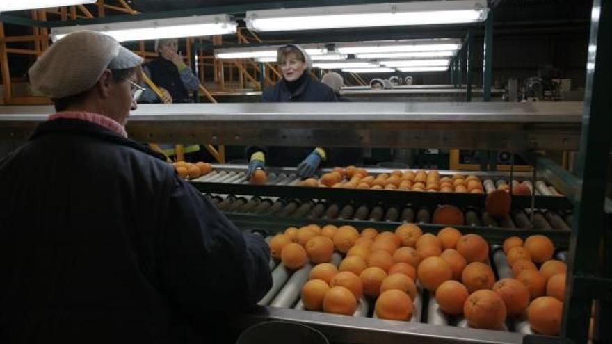 Una hilera de mujeres manipulando naranjas en las cintas transportadoras de un almacén de Xeraco.