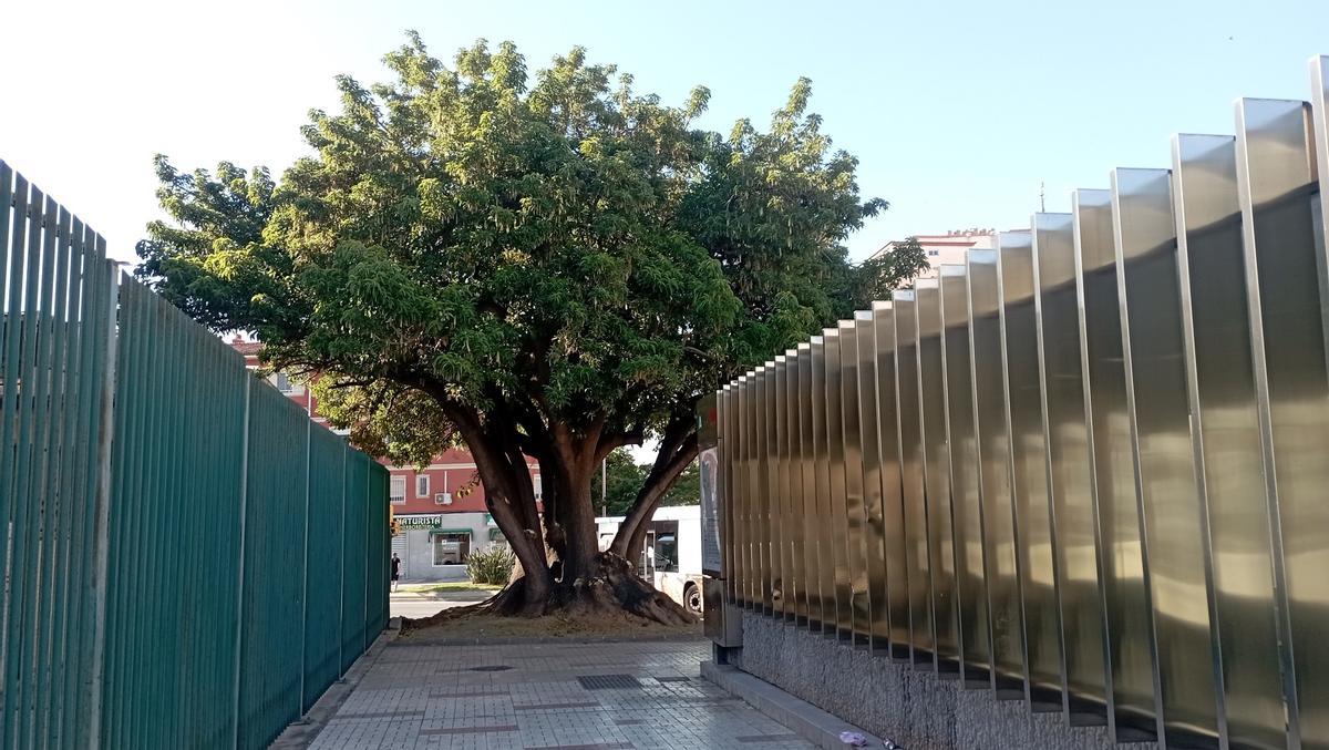 El ombú junto al metro de Barbarela, esta semana.