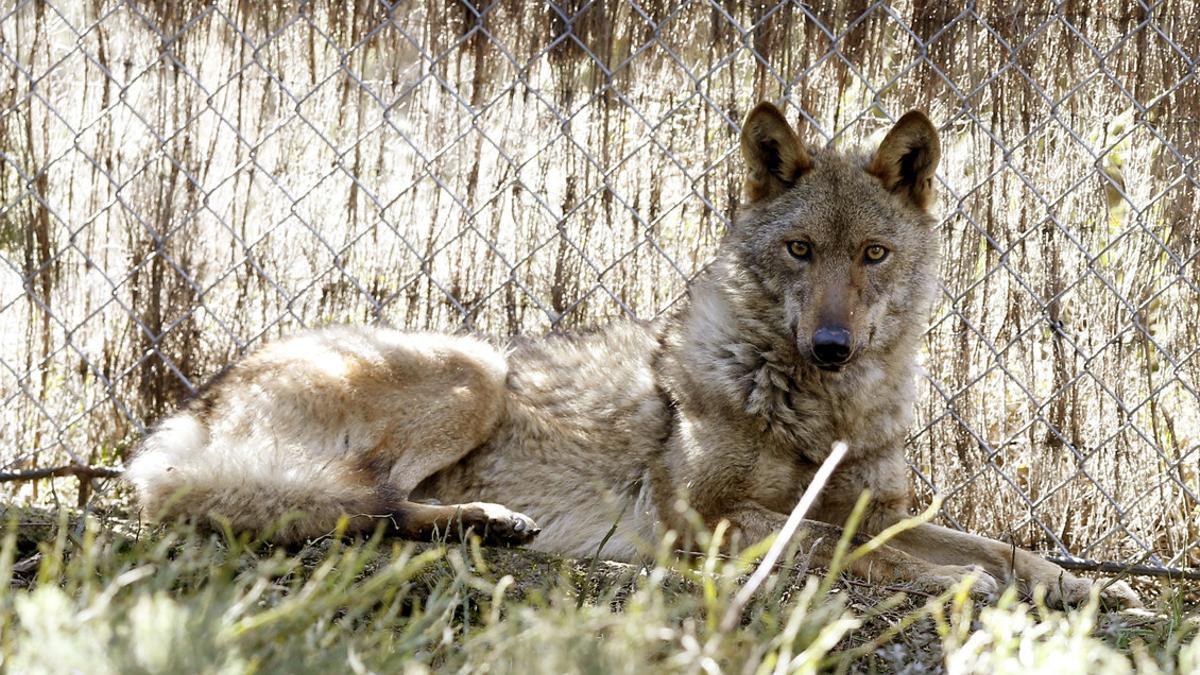 Un lobo, en una foto de archivo.