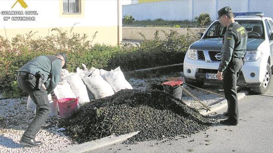 Dos detenidos por sustraer ocho toneladas de aceituna