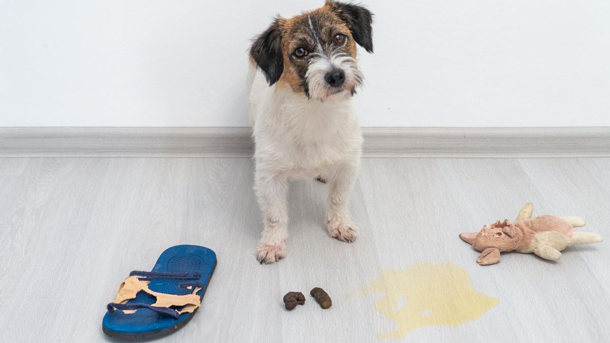 Comportamientos destructivos: Las consecuencias de la soledad en los perros y cómo prevenirlas