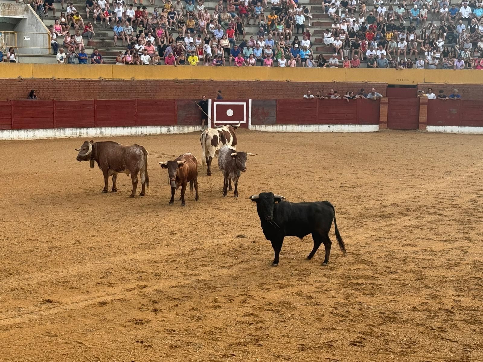 GALERÍA | Presentación de los toros de las fiestas de Fuentesaúco