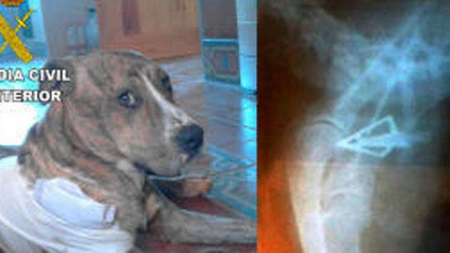 El perro tras la operación y una imagen de la radiografía.
