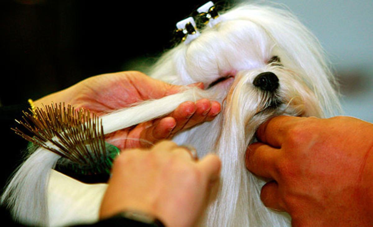 Un terrier maltés de 20 meses duerme mientras lo peinan para competir en el Asian Dog Show, en Bangkok (Tailandia).