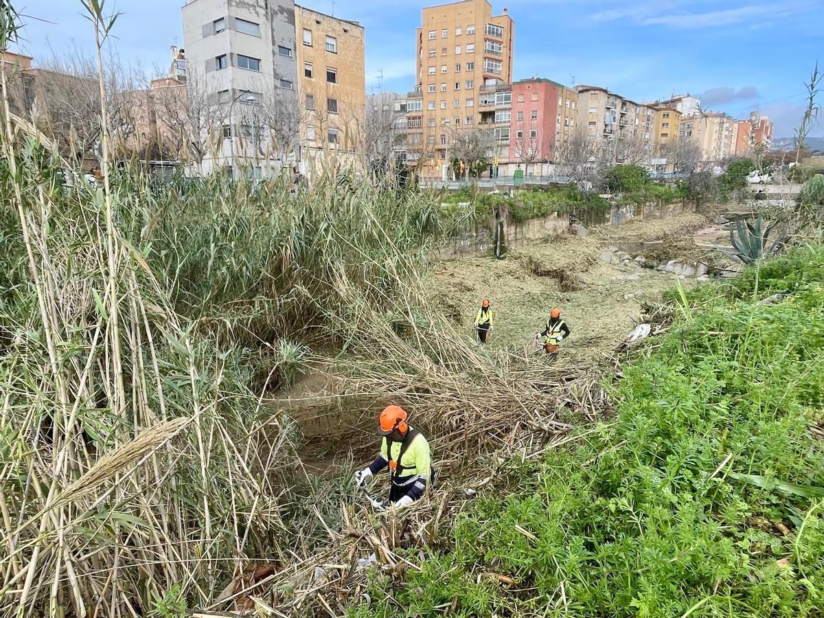 Trabajos de limpieza de caña en la riera de Sant Simó de Mataró, este lunes 10 de marzo