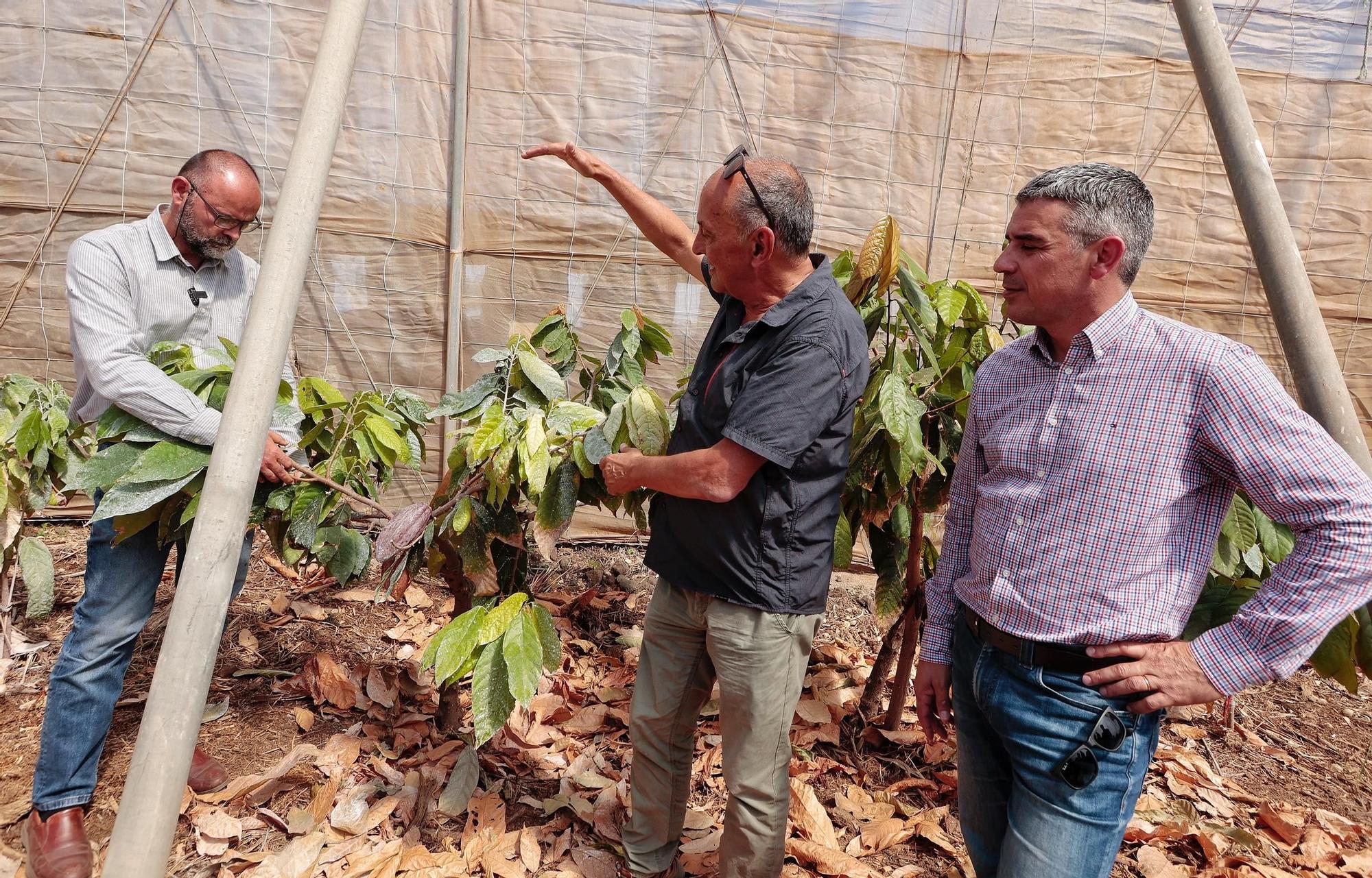 Parcelas destinadas al cultivo de café y cacao de la Finca Los Pajalillos