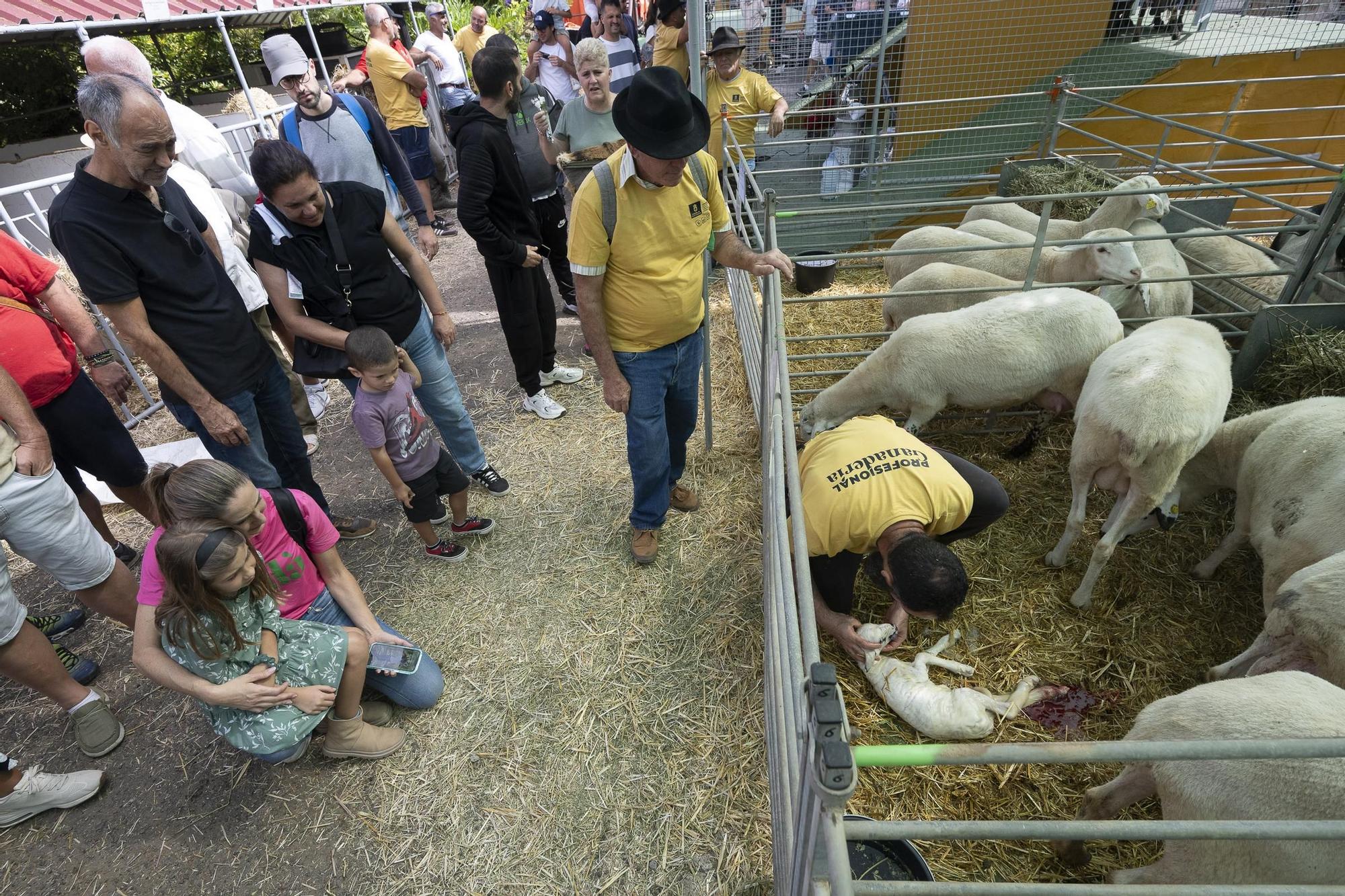 XXXII Edición del Concurso y Exposición de Ganado Selecto