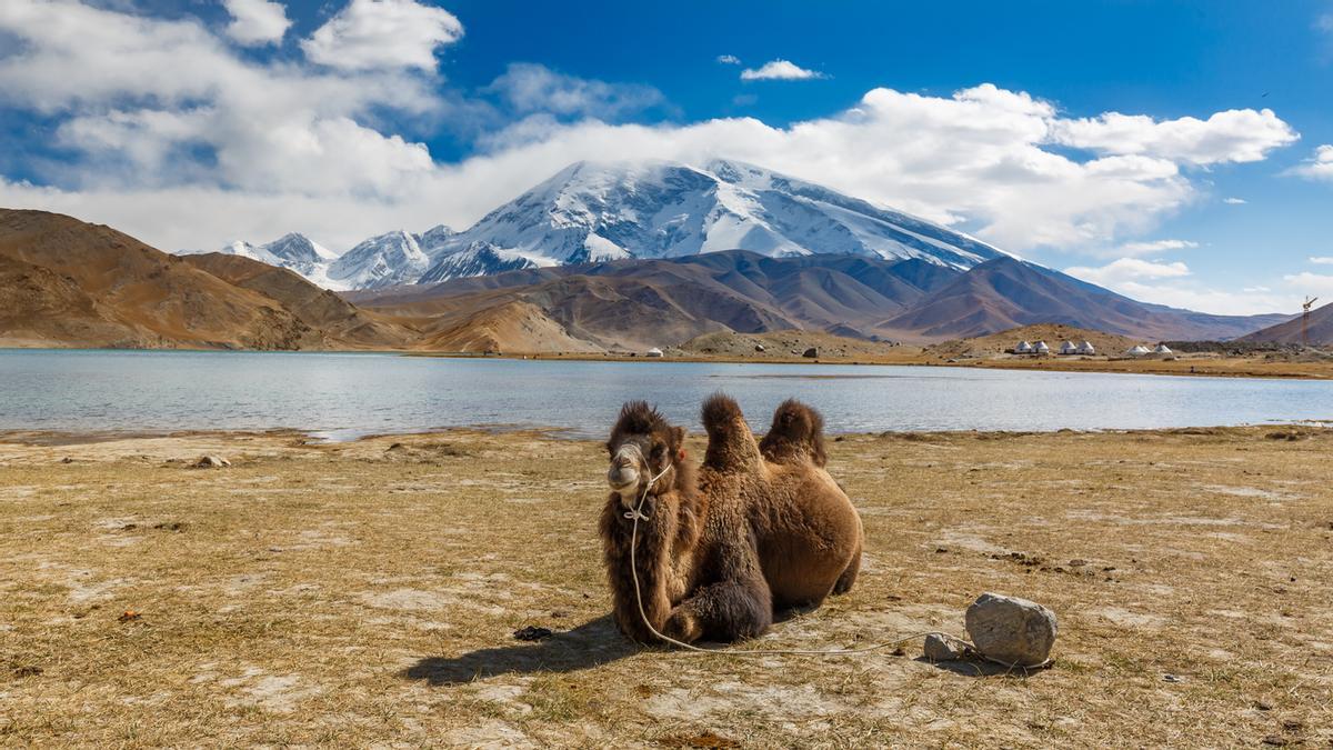 Camello frente al lago Karakul.