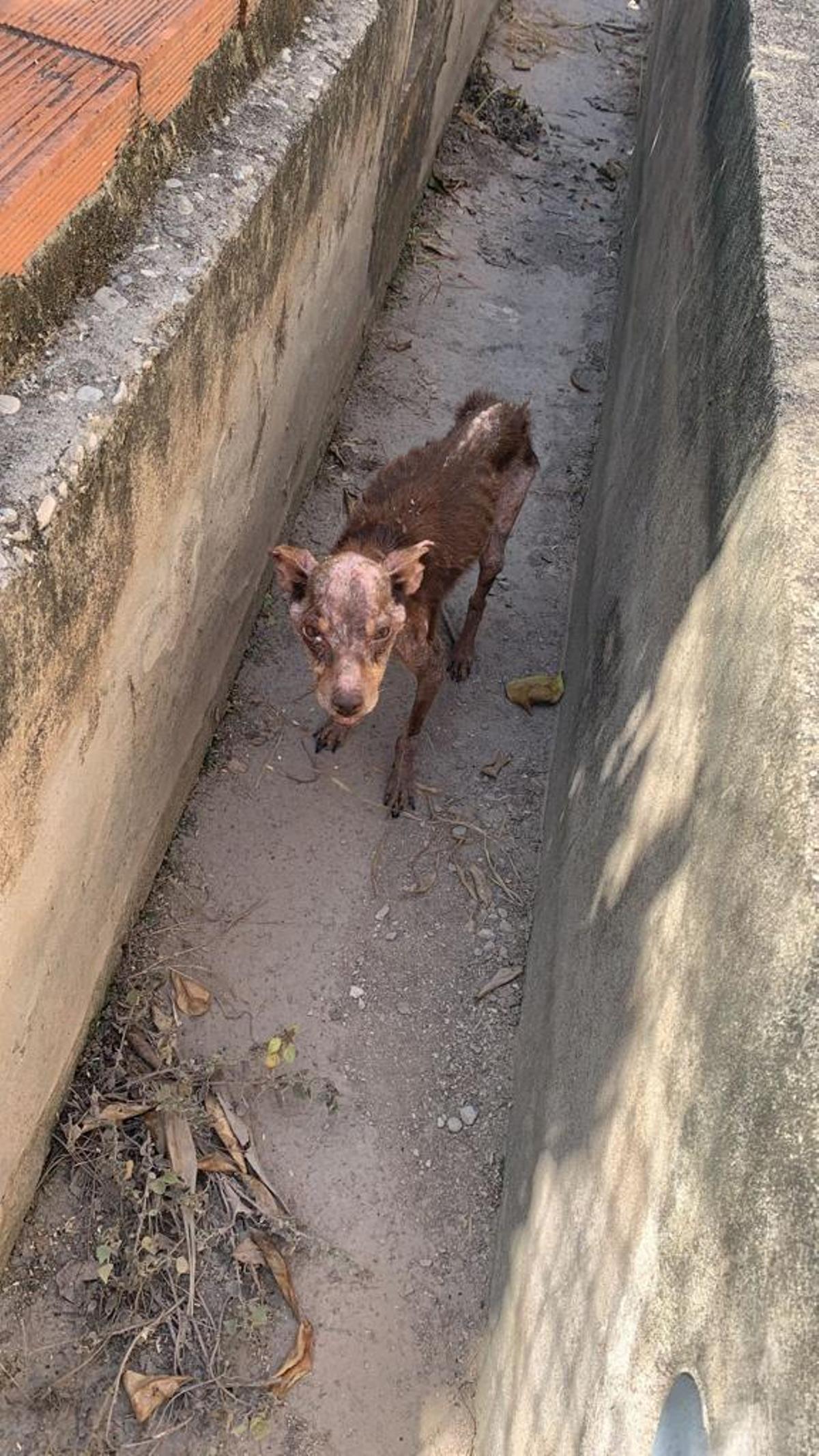 Encntrado en una acequia en pésimas condiciones